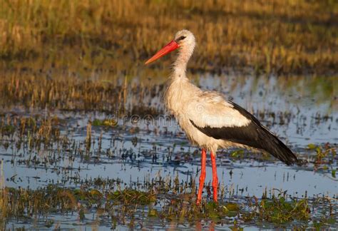 White Stork Early Morning Bird Walks Through The Swamp Stock Photo