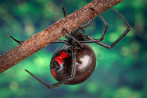 Steps To Take After A Black Widow Spider Bite