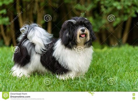 Their coat colors are white, brown, gold, blue, silver, black and fawn or can be a combination of colors like brindle, sable, tri color, irish pied, parti, piebald, black and white and belton. Happy Black And White Havanese Puppy Dog In The Grass ...