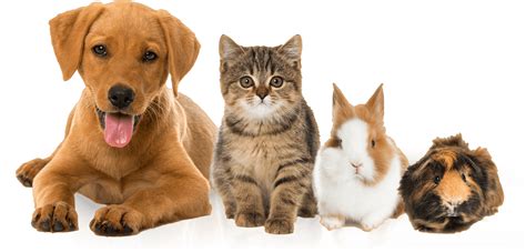 Get the best pet supplies online and in store! Veterinarian Louisville | Exotic Vet