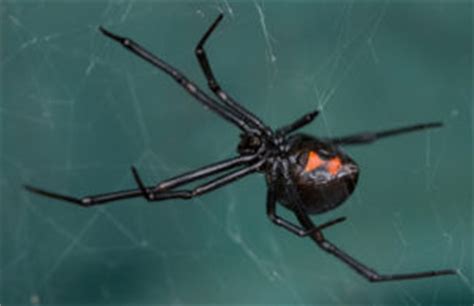 In many spider species, females eat the males after sex. Black Widow Spiders Eat Their Mate - True or False? - Jake ...
