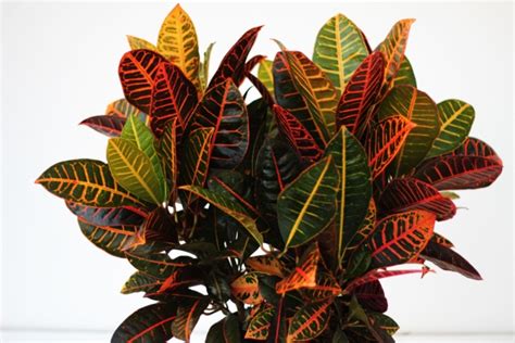 This attractive croton has a distinct leaf structure that dangles off from the plant. Alpha Botanical - Croton Plant Care Profile
