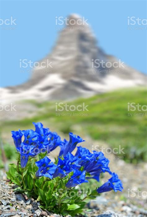 Beautiful Mountain Matterhorn With Blooming Gentian Switzerland Stock