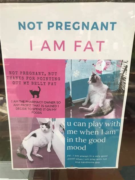 Pregnant Cat Vs Fat Cat Best Cat Wallpaper