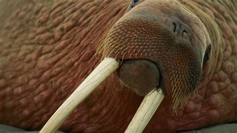 Walrus Pictures National Geographic