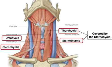 Picture of hand bones and muscles. Sternothyroid : Origin, Insertion, Action & Nerve Supply ...