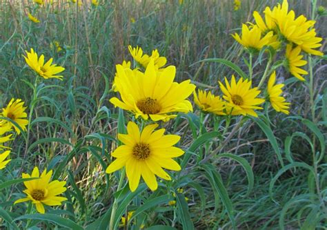 It also has pure yellow flowers blooming from may to september. Bleeding Heartland