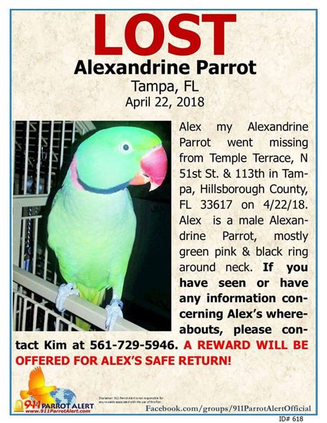 Pin By Georgette Stamoulis On Lost Parrots Help Me Find My Way Home Alexandrine Parrot