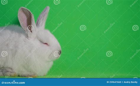 Beautiful White Bunny Falls Asleep Isolated On Green Background The