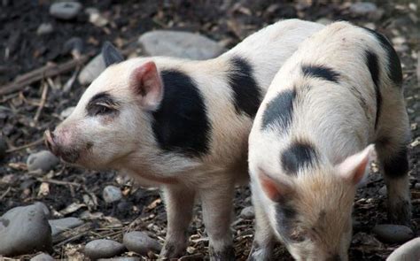 Auckland island and enderby island are the remains of two ancient volcanoes and collectively cover an area of 570 km2. Auckland Island pigs: 'It's a big call to eradicate them ...
