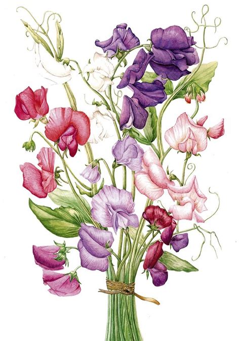 Sweetpeas Botanical Drawings Botanical Painting Flower Painting