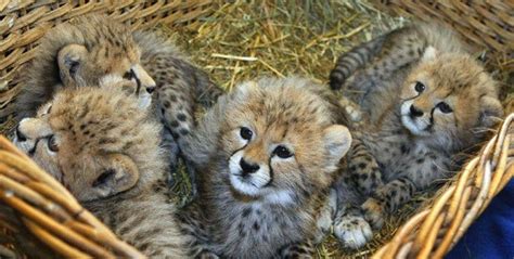 Home Raised Baby Cheetah Cubs Now Available Cheetah Cubs United