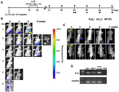 Detection Of Metastatic Tumors After γ Ir By Bioluminescence Imaging