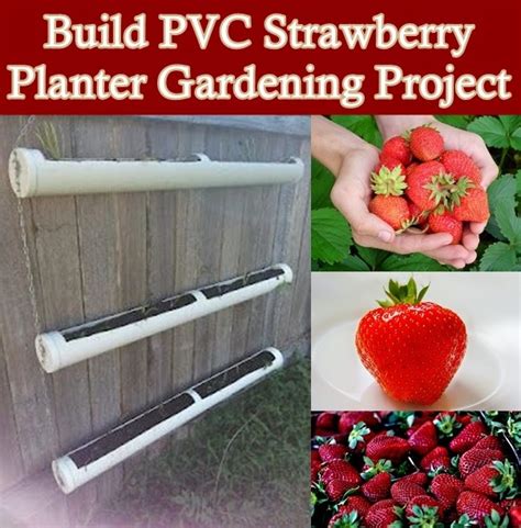 Build Pvc Strawberry Planter Gardening Project The Homestead Survival