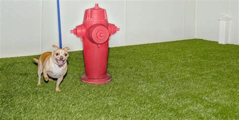 Airport Pet Relief Areas K9grass By Foreverlawn