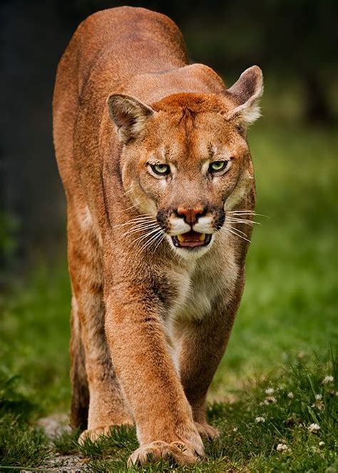 Cougar Spotted Swimming Off Vancouver Island