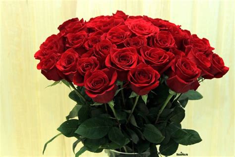 Huge Bouquets Of Red Roses Selection 72 Photos Gorodprizrak
