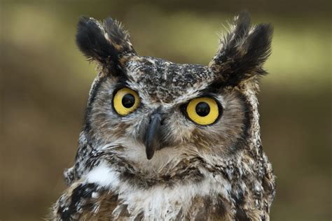 10 Facts About Great Horned Owls Kulturaupice