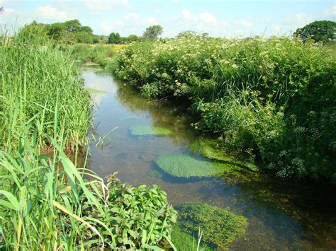 River Thaw Enhancement Salix Solutions