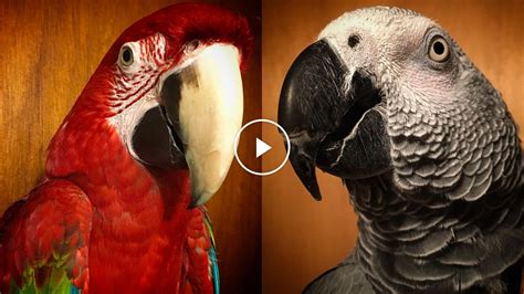 Parrots The Highlight Reel The New York Times