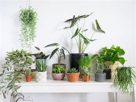Top 10 Indoor Plants Known To Bring You Good Health Love And Good