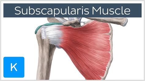 Supraspinatus Muscle Action