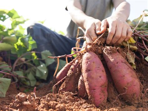 Harvesting Sweet Potatoes When And How To Harvest Sweet Potatoes