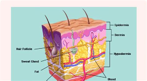 The skin has up to seven layers of ectodermal tissue and guards the underlying muscles, bones. Skin detailed Cross section. | Download Scientific Diagram