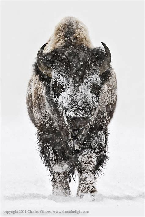 Heavy Duty Wintertime Snow Covered Bison In Yellowstone National Park