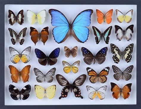 Real Butterfly Collection All Natural Butterflies Mounted Under Glass