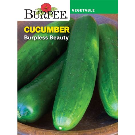 Burpee Burpless Beauty Cucumber Vegetable Seed 1 Pack