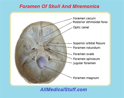 Names Of Foramen of Skull And Structures Passing via Them With