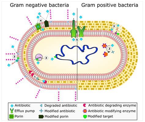 Antibiotics Free Full Text Bacterial Resistance To Antimicrobial Agents