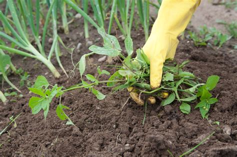 If you google them both to see pictures hopefully you'll be able to. 3 Weed Control Practices For Your Landscape Beds ...