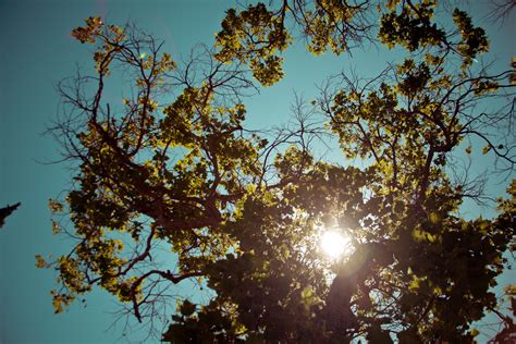 Free Images Tree Nature Branch Sky Sunshine Sun Sunlight