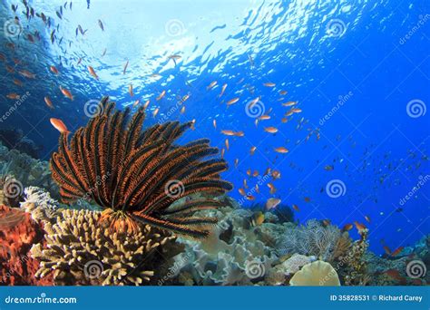 Coral Reef Underwater Stock Image Image Of Color Underwater 35828531