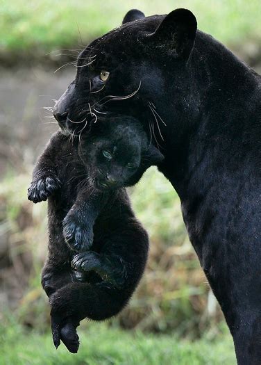 Black Jaguar Baby Zooborns