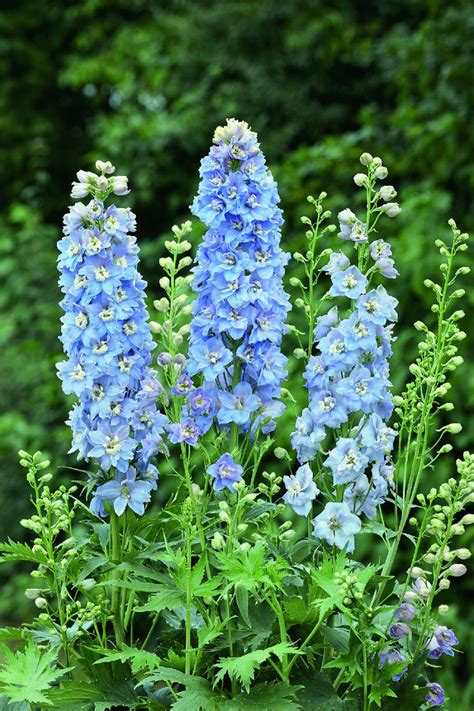 Delphinium Magic Fountains Sky Blue With White Bee
