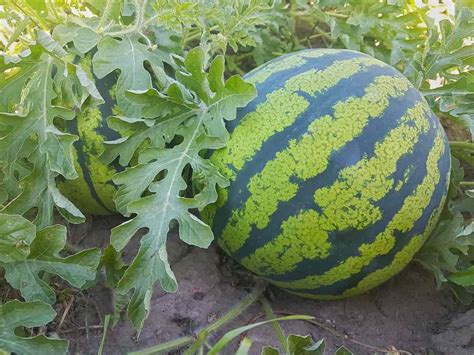 watermelon farming in usa how to start a step by step guide for beginners
