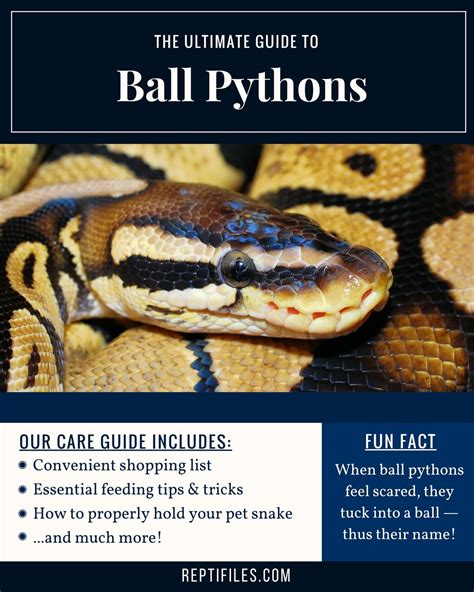 Ball Python Care Guide Artofit