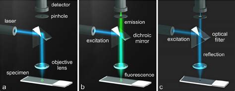 Representations Of Confocal Laser Scanning Microscopy To Visualize