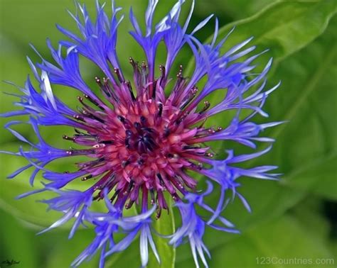 National Flower Of Estonia Best Flower Site