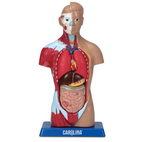 Torso Model Anatomy Labeled Human Torso Model Life Size Torso Model