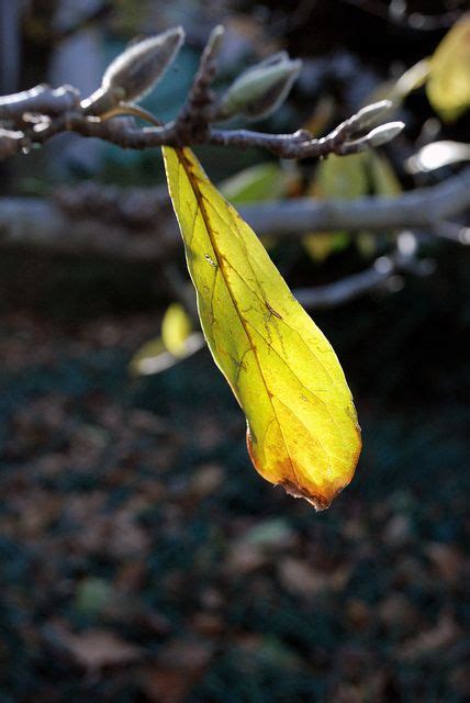 Saucer magnolia (magnolia x soulangiana). Saucer magnolia leaves are beginning to change color with ...