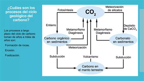 Ciclo Biogeoquímico Del Carbono