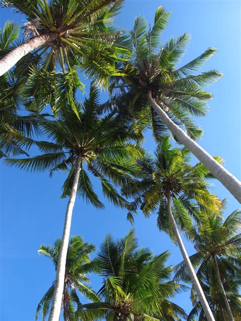 Kalau ada buah mesti gambar ni lagi lawa. ini cerita kita: Pokok kelapa