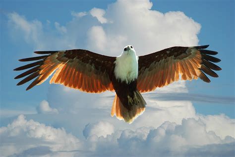 The Brahminy Kite Is One Of The Medium Sized Raptors Birds Of Prey