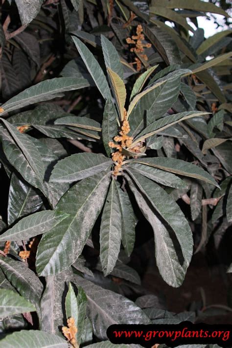 Loquat How To Grow And Care