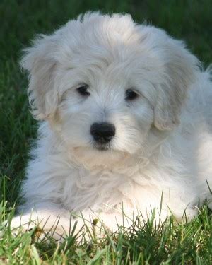 Collection by chris o'neill • last updated 6 weeks ago. F1b Mini Goldendoodle Puppies
