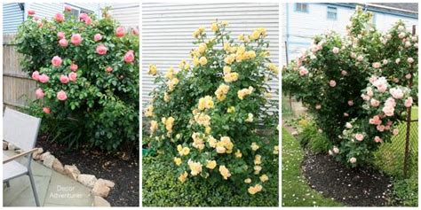 Feb 19, 2016 · delightful little downsized versions of larger rose bushes, miniatures grow just 6 to 24 inches tall with appropriately miniature flowers. City Backyard Landscaping Ideas » Decor Adventures